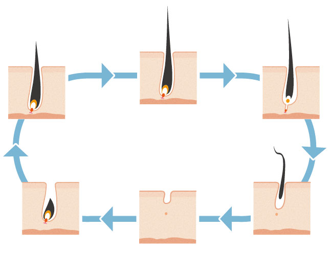 医療脱毛の回数・期間と毛周期の関係
