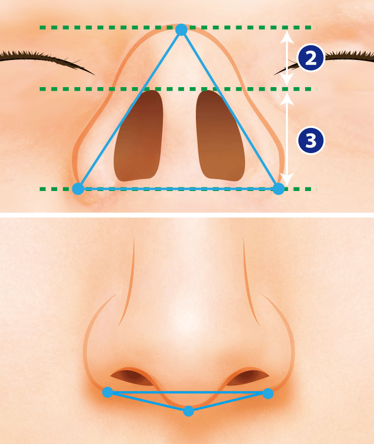 理想的な鼻のバランス