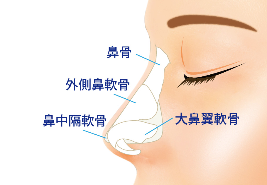 鼻の構造