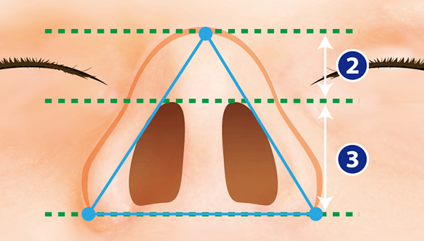 理想的な鼻のバランス