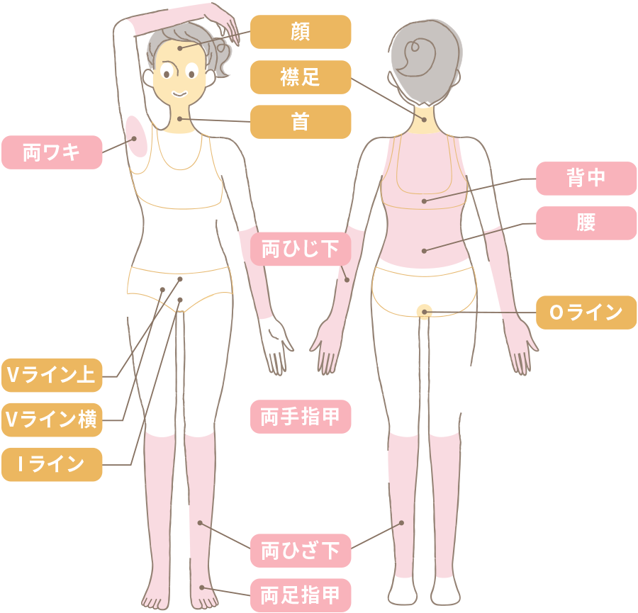 ライト全身脱毛コース