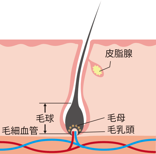 ミノキシジルの画像